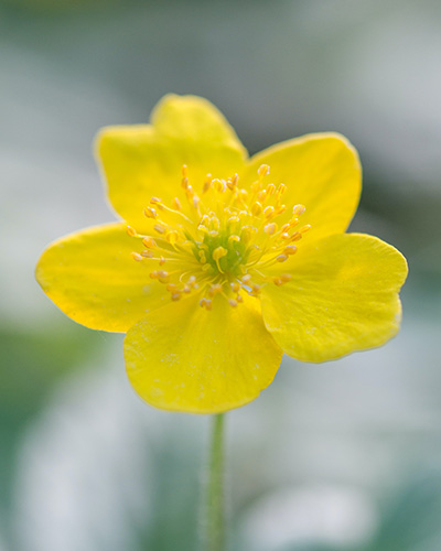 Anemone ranunculoides.jpg